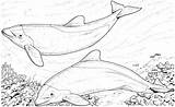 Coloring Dolphin Pages Dolphins Printable Kids Swimming sketch template