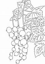 Coloring Pages Currant Print sketch template