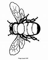 Bee Coloring Pages Kids Colouring Popular Printable sketch template