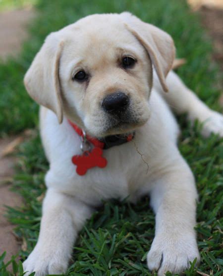 lab puppy dogs pinterest labs labradors  pup