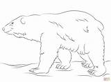 Ours Polaire Polar Polare Orso Colorat Urs Cammina Orsi Ursul Polari Neige Desene Animale Animali sketch template