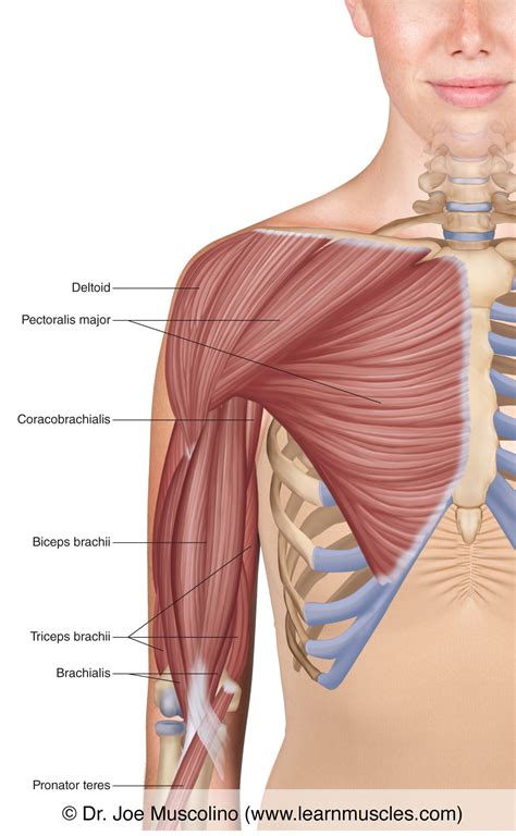 muscles   anterior arm superficial view learn muscles