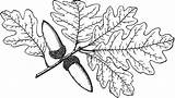 Oak Valley Clipart Branch Tree Quercus Etc Lobata Native Known California Also Usf Edu Large sketch template