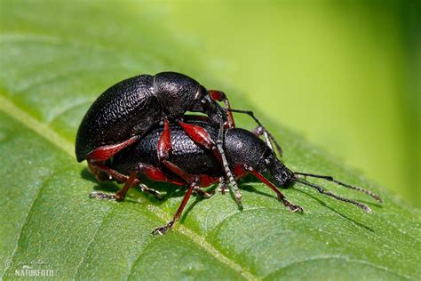 beetle  beetle images nature wildlife pictures naturephoto