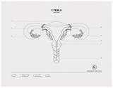 Uterus Anatomy sketch template