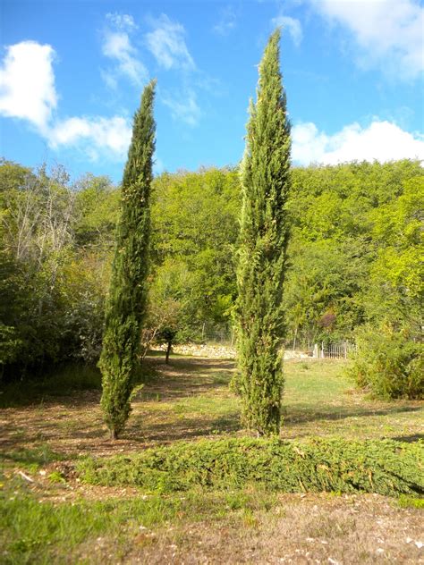 tuscan hillside  fallen cypress