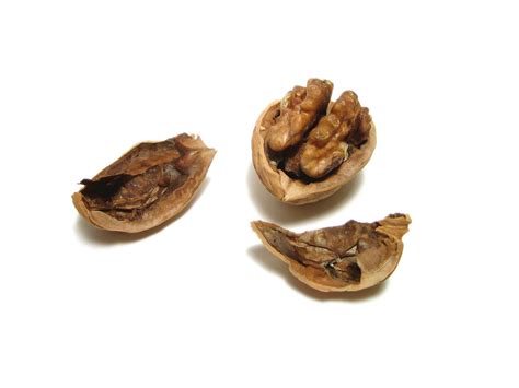 walnut  photo  freeimages