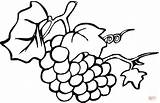Grapes Uva Raisin Uvas Vigne Anggur Cacho Buah Mewarnai Pintar Frutas Frutta Vine sketch template