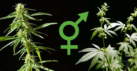 ist deine cannabis pflanze weiblich oder maennlich weedseedshop