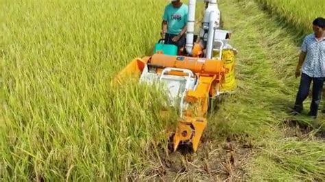 mini rice harvester combined small rice harvest machine youtube