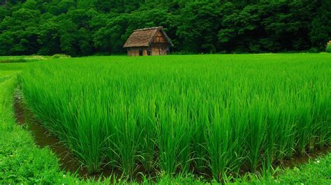 beautiful green rice field wallpaper 112178 resolution