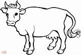 Vacas Imprimir Dibujar sketch template