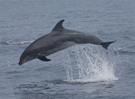bottlenose dolphin  fin