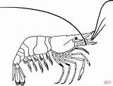 Coloring Prawn Pages Drawing Printable sketch template