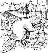 Beaver Castor Beavers Arvore Cortando Template Colorir sketch template