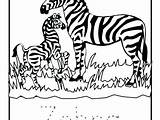 Coloring Zebra Baby Pages Cartoon Cute Zebras Getcolorings Printable Getdrawings sketch template