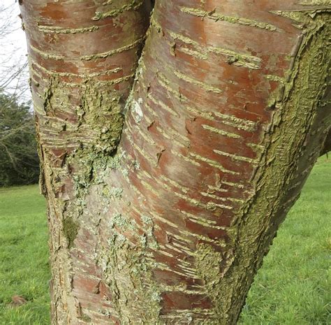 cherry tree bark tree guide uk cherry tree bark