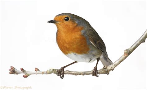 The Meaning And Symbolism Of The Word Robin
