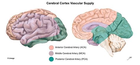 cerebral cortex neurology medbullets step