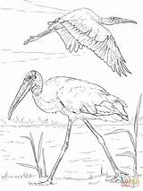 Coloring Wood Stork Storks Printable Drawing Paper sketch template