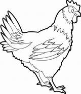 Chicken Coloring Pages Realistic Kids Printable Drawing Minecraft Chickens Book Color Hen Outline Getdrawings Cartoon Animal Rooster Choose Board Cute sketch template