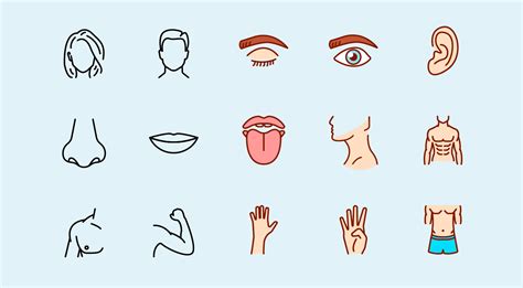 human body parts   colour icons graphicsfuel