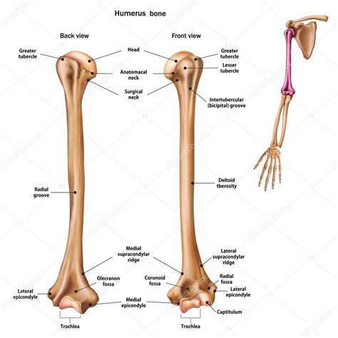 structure   humerus bone     description