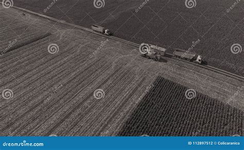 aerial drone view  huge agricultural fields stock photo image  farm harvest
