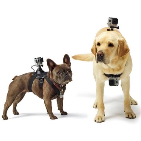 gopro fetch dog mount dog harness drone  action camera specialists