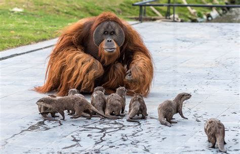otters  orangutans playing   belgian zoo