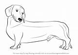 Dog Draw Step Drawing Wiener Dogs Learn Animals Tutorials Drawingtutorials101 sketch template