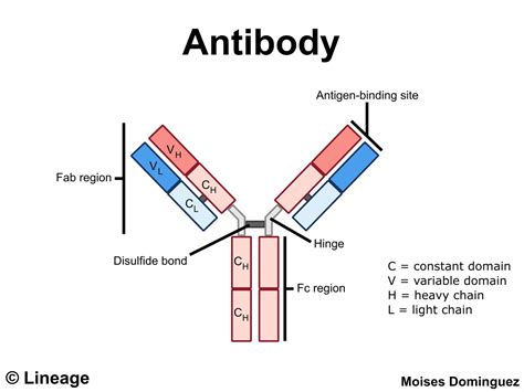 antibodies immunology medbullets step