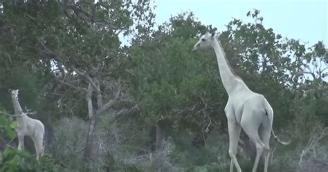 incroyable une girafe toute blanche  son petit ont ete filmes au kenya