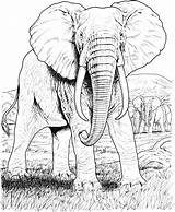 Elephant Coloring Pages Animals African Wildlife Elephants Realistic Elefante Hard Face Safari Drawing Adults sketch template