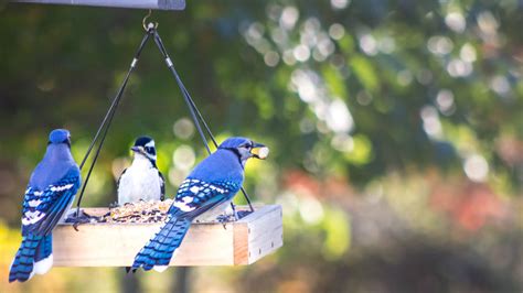 types  bird feeders  blue jays