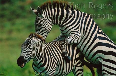 common or plains zebra mating behaviour male attempts to