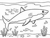 Shark Coloring Great Pages Printable Fish Printables Sharks Kids Cute Museprintables Paper Pdf sketch template