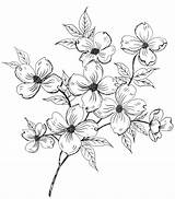 Dogwood Pencil Coloring Template Flower Flowers Drawing Printable Pages Draw Line Patterns Sketch Fleurs Tattoo Digital Two Blossoms Painting sketch template