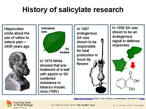 salicylates plant hormones  painkillers salicylic acid acetylsalicylic