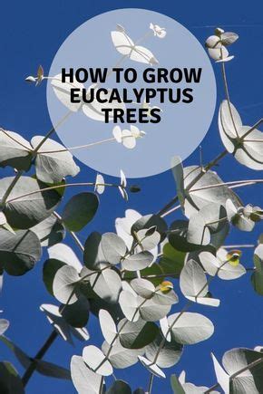 learn  grow eucalyptus trees eucalyptus plant indoor eucalyptus