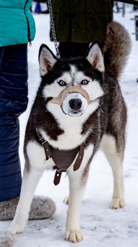 siberian husky dog sled dog stock image image  siberian puppy