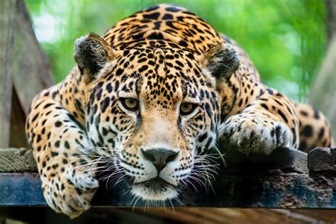 jaguars struggle  survival wild earth news facts
