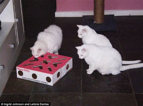 Diy Food Puzzles That Can Boost Your Cat S Health And Turn It Into An