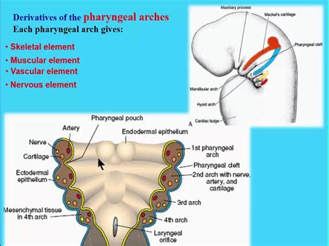 pharyngeal arches introduction youtube