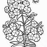 Phlox Floks Colorkid Blumen Flox Kolorowanki Smerfy sketch template