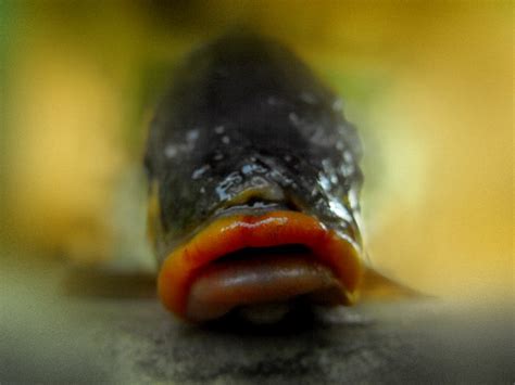 fish lips  absurdityinflict  deviantart