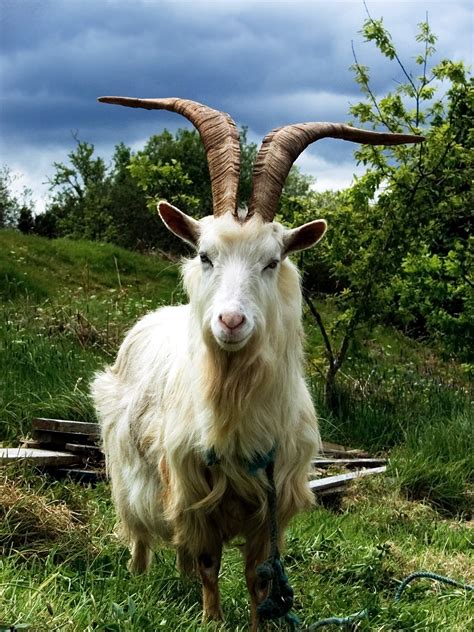 domestic goat capra aegagrus hircus wiki image
