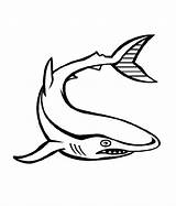 Shark Ferocious Sea Designlooter Beware sketch template