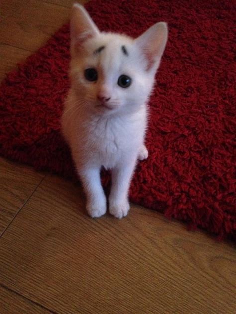 this kitten with eyebrows is the newest internet sensation