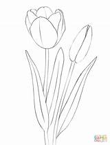 Tulpen Ausmalbilder Tulipani Colorare Tulip Tulips Tulpe Zeichnen sketch template